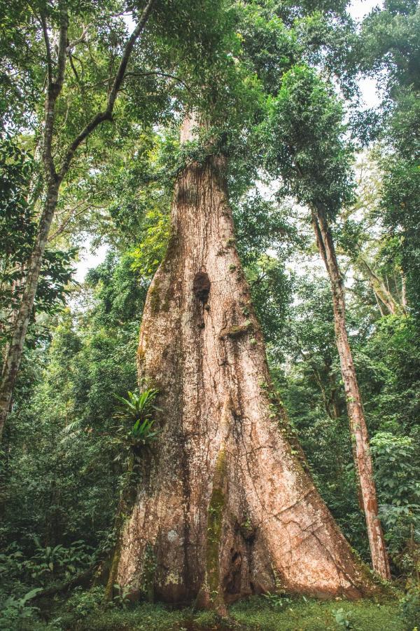 Wasai Tambopata Lodge Экстерьер фото
